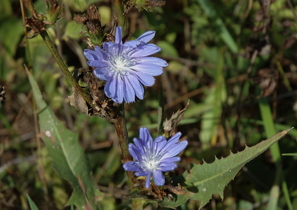Chicory
